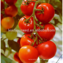 JT50 Gangwang Nr. 1 High Yield Hybrid Tomatensamen F1 für den Verkauf